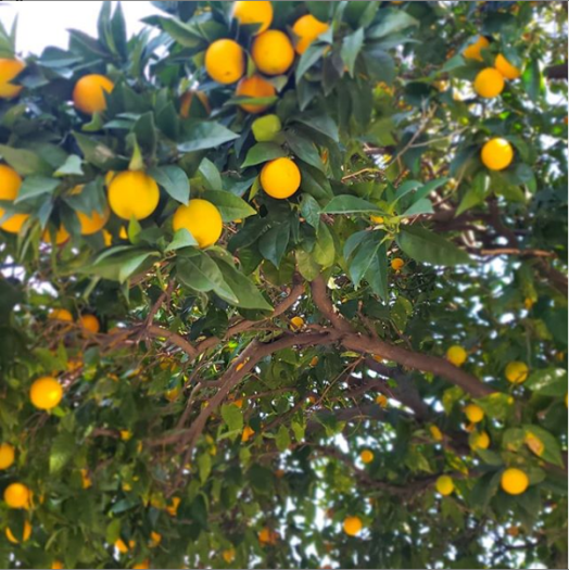 Screen Shot 2020-02-08 at 4.36.07 PM